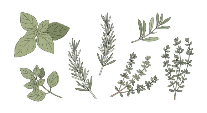 Fresh culinary herbs vector illustration set. Basil, rosemary, thyme, and oregano leaves. Aromatic cooking ingredients, seasoning collection.