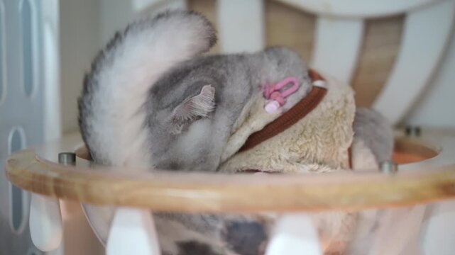 Gray cat short hair curled up wooden bed cozy relaxed indoor soft fur tail peaceful mood, Scottish Fold round face big eyes folded ears beige sweater pink collar playful, chinchilla grooming cozy