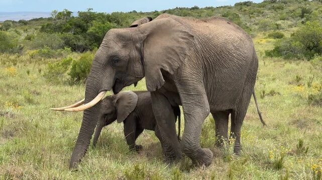 South African Elephant with Baby