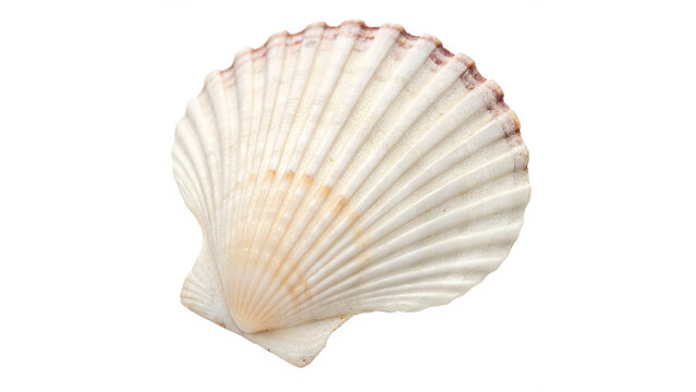 Beautiful natural ribbed scallop seashell for marine wildlife nature and home interior nautical decoration or art isolated on transparent background