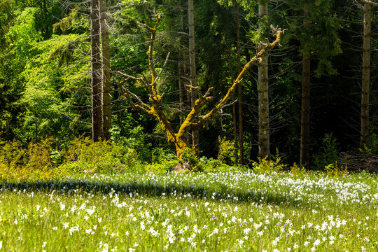 Spring Meadow with Poet's Daffodils (Narcissus poeticus radiiflorus) in Vaud, Switzerland