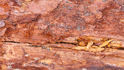Fototapeta premium Decaying tree bark background with textures
