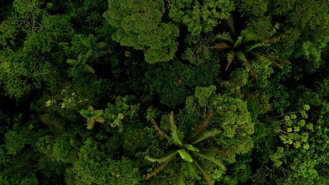 Aerial top view of different palm tree species in the tropical forest canopy; a nature background