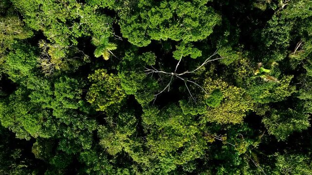 Aerial view, zooming out to reveal a vast tropical forest; nature background 