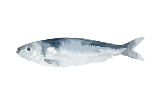 Watercolor-style fresh sardine illustration, Japanese Iwashi for healthy daily meals ／ 水彩いわし