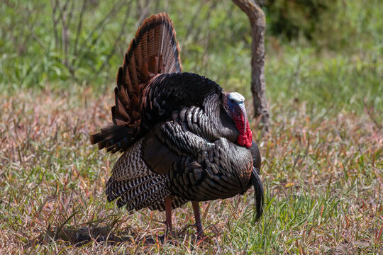 Wild Turkey Bird (Meleagris gallopavo) Strutting in Grassland, Wildlife Photography.