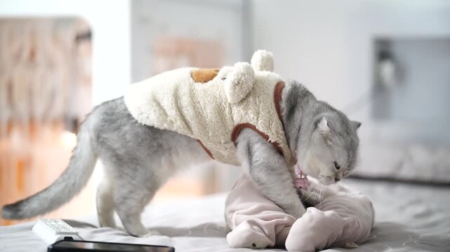 Cat gray fur wearing cute animal costume and fluffy fleece jacket standing bed cozy home, playful relaxed domestic pet, adorable indoor feline with soft lighting, comfortable blanket, gentle sweet