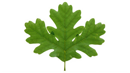 Fototapeta premium Green maple leaf isolated on black background for nature forest ecology and autumn plant life design element background asset for professional organic graphic branding art work