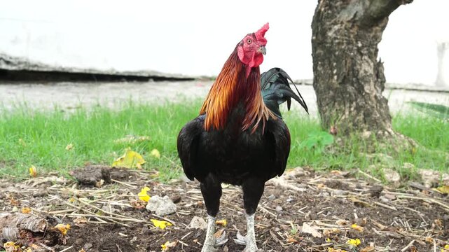 Colorful rooster bird with vibrant feather standing green grass near tree trunk and yellow flowers, alert farm animal poultry livestock rural countryside, male chicken displaying proud beak, comb