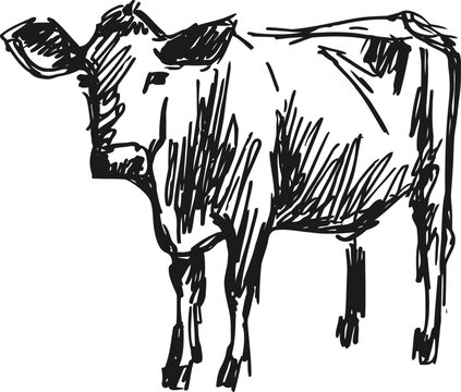 Black ink sketch of a cow standing sideways farm animal illustration, rural livestock drawing