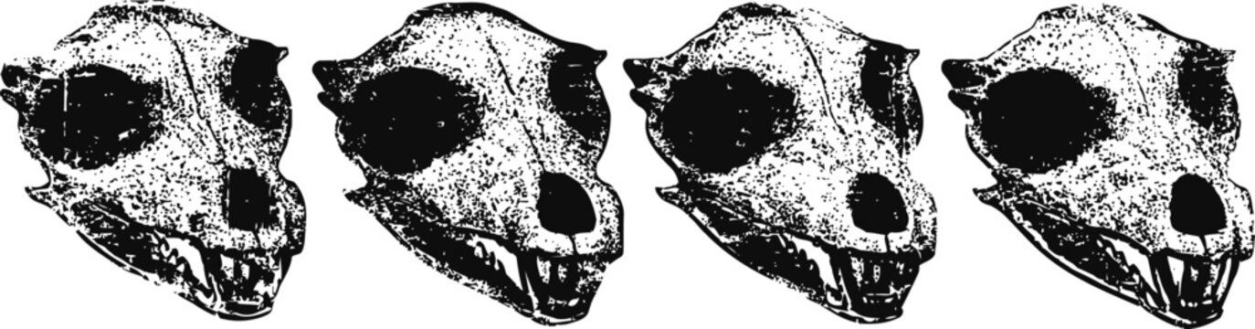 four detailed black and white monkey skull illustrations in alignment showing anatomical side views