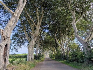 Fototapeta premium The Dark Hedges, a stunning tunnel of ancient beech trees along Bregagh Road in County Antrim, Northern Ireland. Iconic travel destination and filming location in summer.