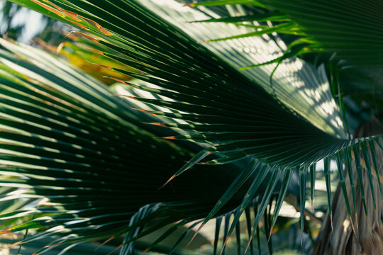 Tropical palm leaf with deep emerald green tones
