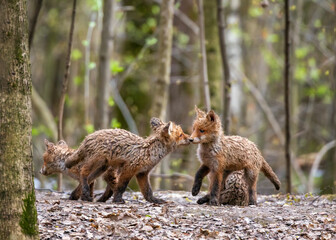 Obraz premium A bunch of funny dirty fox cubs playing in the park