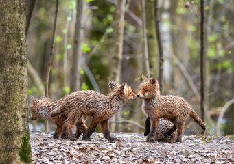Fototapeta premium Funny red funny dirty fox cubs playing together in the park