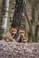 Obraz premium Three funny red funny dirty baby fox cubs peeking curiously