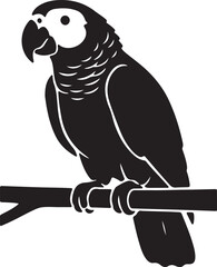 African parrot in silhouette. © Faisal