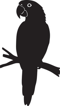 Amazon parrot in silhouette..