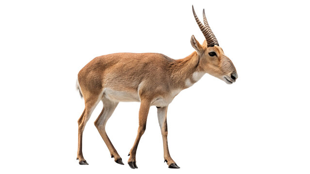 Slender wild saiga antelope standing in profile for wildlife nature safari and endangered animal education isolated on transparent background cut out