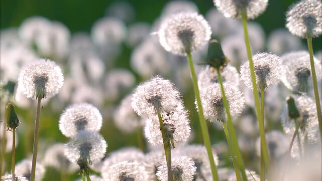  video of dandelions in a meadow
