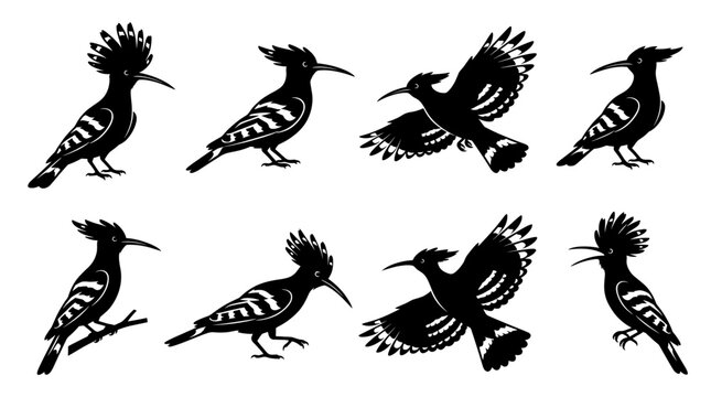 Black and white vector silhouette set of Hoopoe
