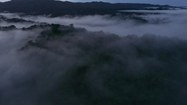 Aerial view of a tropical forest covered in fog early in the morning; nature background or landscape