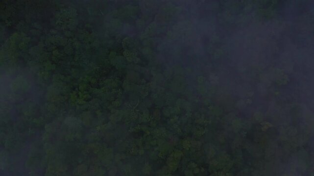 Dark and gritty aerial view of a tropical forest covered in fog