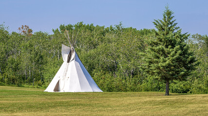 Tipi, traditional aboriginal and Metis people shelter situated by a single evergreen, spruce tree with green woods background. © Jolanta