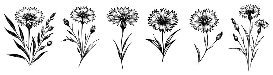 Obraz premium Cornflower Wildflowers Botanical Set Vintage Engraving Style Hand Drawn Floral Vector Illustration