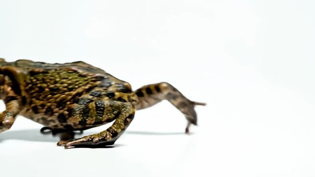 Detailed Close-up of a Common Toad Sitting on a Clean White Background with Textured Skin Ideal for Nature Documentaries and Educational Biology Presentations.