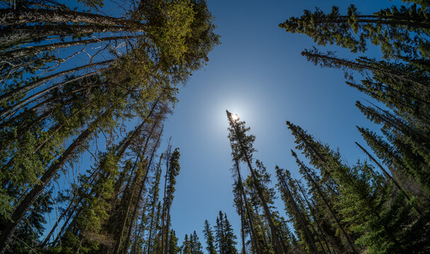 Looking up through a black spruce forest at a blue sky with a bright sun