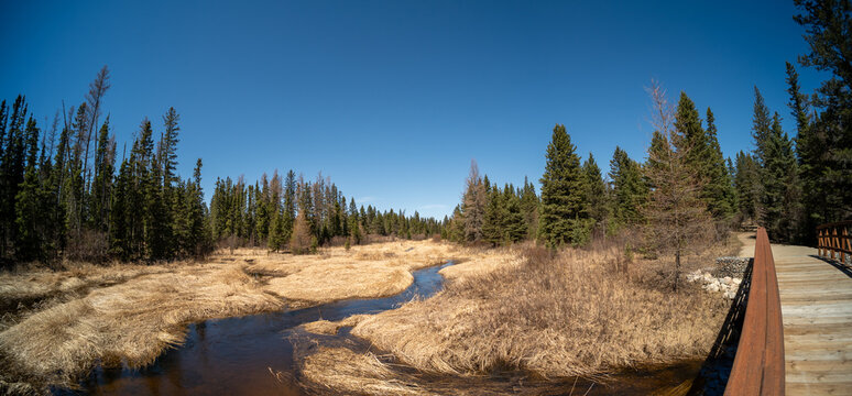 Looking along a winding park stream running through a spruce forest and surrounded by dry spring grass