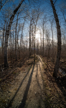 Wide-angle view of a dirt walking trail disappearing into the distance as it cuts through a northern leafless forest. The sun shines through the trees.