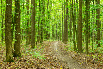 Fototapeta premium Forest trees. Nature green wood sunlight backgrounds