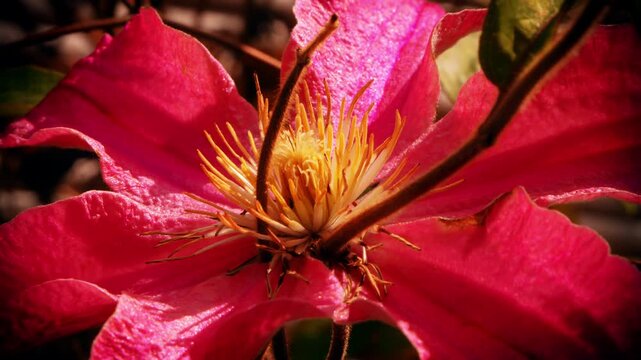 Pink clematis flower close up handheld camera move stock footage