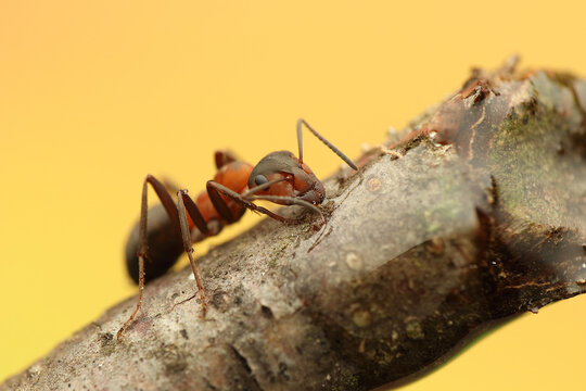 a wood ant insect on a stick