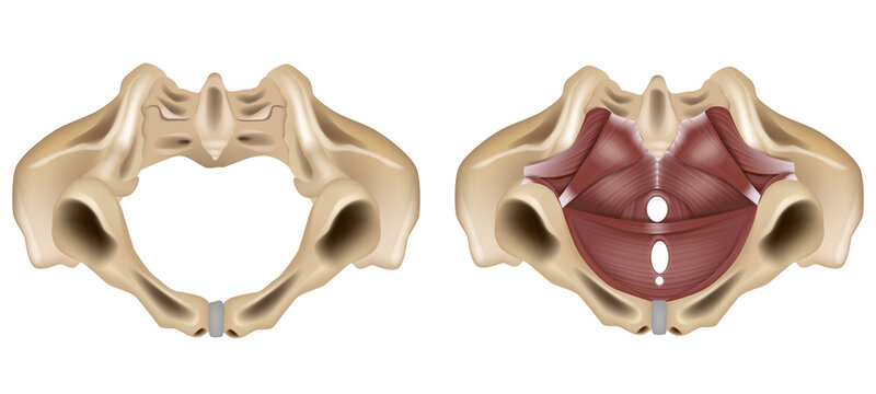Detailed medical illustration of the female pelvic floor anatomy showing the bony pelvis and pelvic diaphragm muscles from an inferior view. 