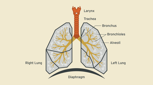 Detailed anatomical diagram of the human lungs and airways.