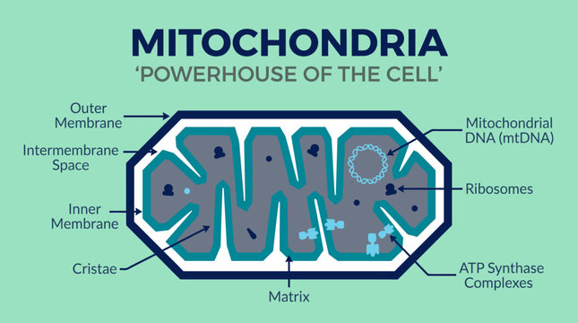 Illustrated mitochondrion cross section showing internal structures.