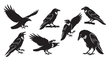 Fototapeta premium Dark raven silhouettes in flight and perched against a stark white background conceptualizing mystery and freedom