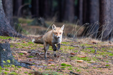 Fototapeta premium Cute Red Fox, Vulpes vulpes in fall forest. Beautiful animal in the nature habitat. Wildlife scene from the wild nature. Red fox running in orange autumn leaves