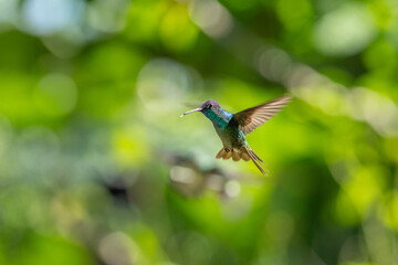 Naklejka premium The picture shows an emerald hummingbird (Amazilia luciae), also known as a Honduran emerald.