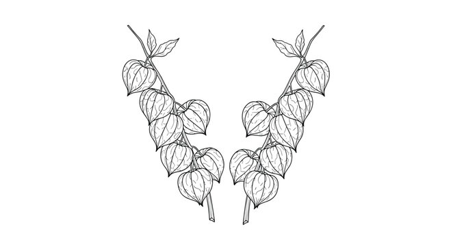 Two branches of physalis or cape gooseberries with distinctive husks in a detailed botanical sketch style for nature art.