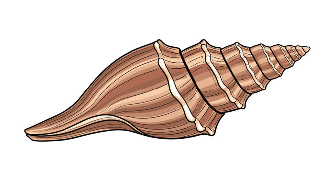 Detailed illustration of a spiral seashell with warm brown tones and intricate patterns captures the natural beauty of marine treasures on white.