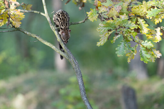 Large-spotted genet (Genetta tigrina) in natural habitat, South Africa