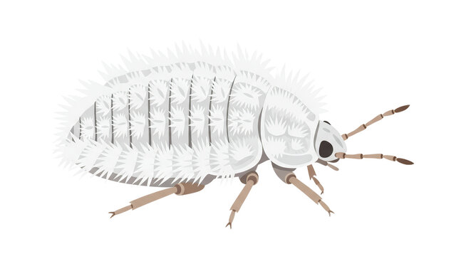 White Mealybug Insect Isolated on White Background Representing Garden Pest and Agricultural Parasite