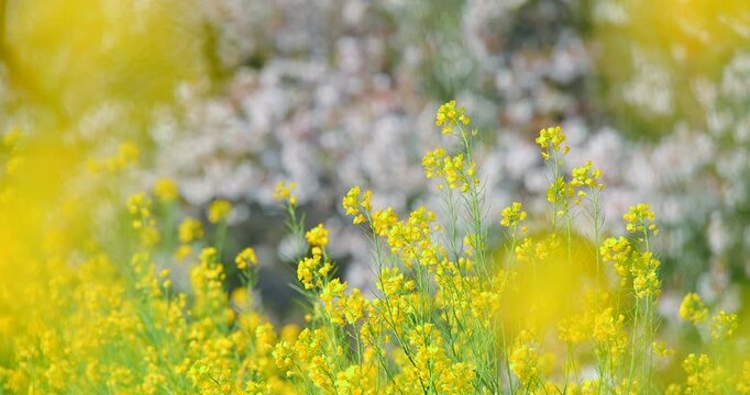 青空の下で咲き誇る満開の桜並木と菜の花