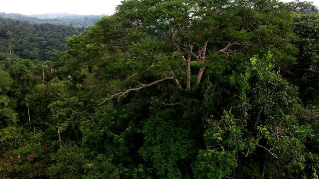 Stunning tall and old tree inside the amazon tropical forest; a nature background of a tree crown