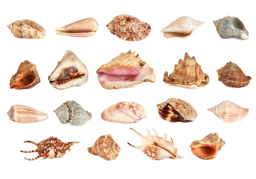Collection of various seashells set, tropical sea shells variety isolated on transparent background PNG