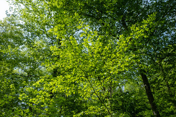 Fototapeta premium Fresh green spring canopy of deciduous trees viewed from below in Bialowieza Forest 